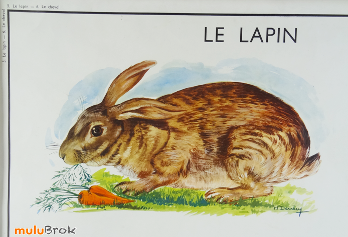 Affiche-scolaire-CHEVAL-LAPIN-8-muluBrok