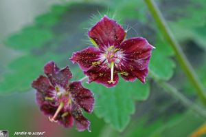 Geranium-phaeum-Samobor