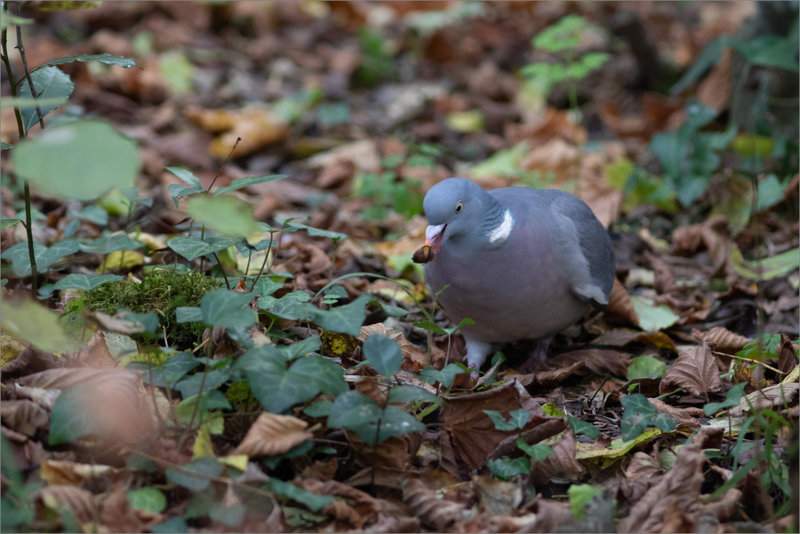 Oiseau pigeon ramier nourriture 131121 2 ym