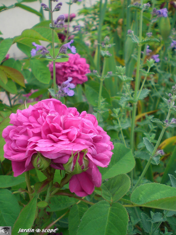 Rosier 'Rose-de-Resht'