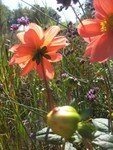 orange_violet