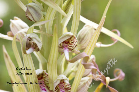 Orchis_bouc_01