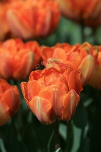 IMG_2632copie2