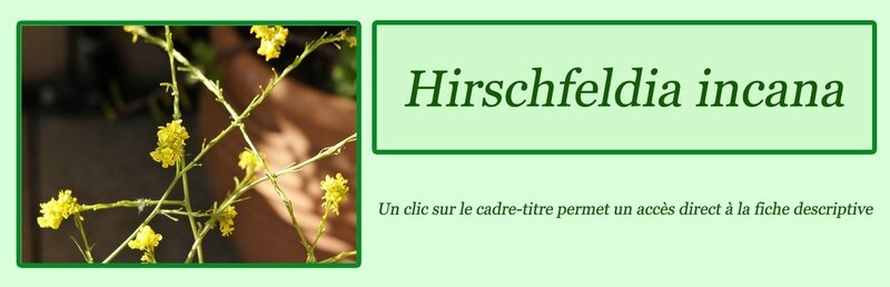 Hirschfeldia incana