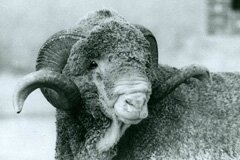 tete_merinos