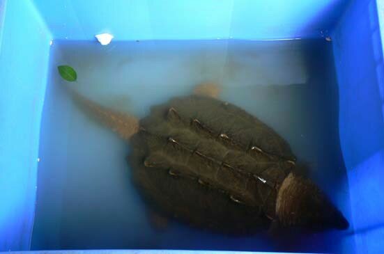 tortue3