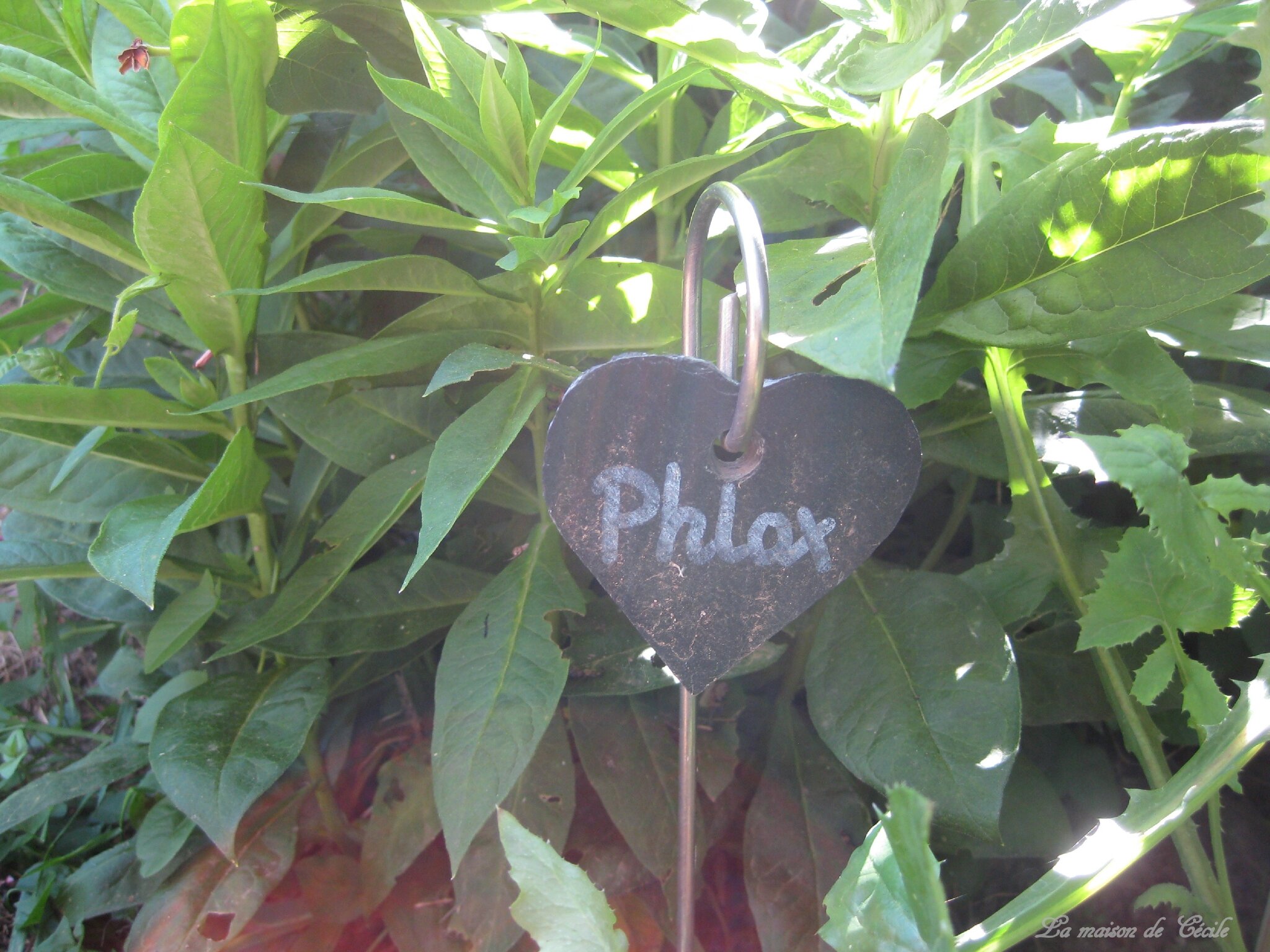 Phlox