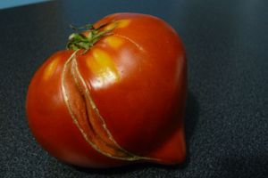 tomate coeur