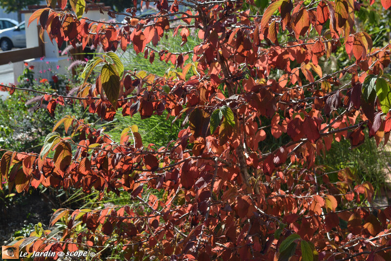 Viburnum-au-couleurs-d'automne