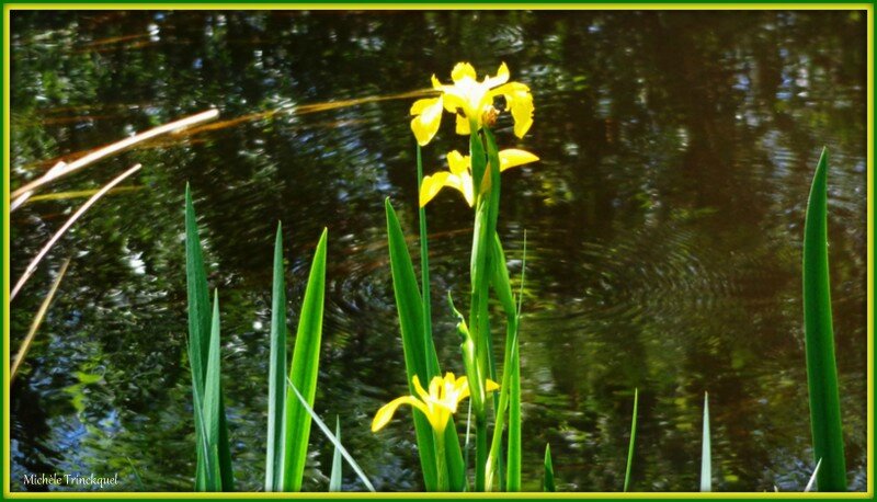 Iris jaunes 280415