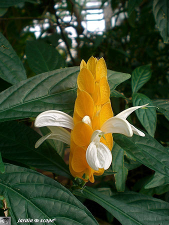 Pachystachys lutea