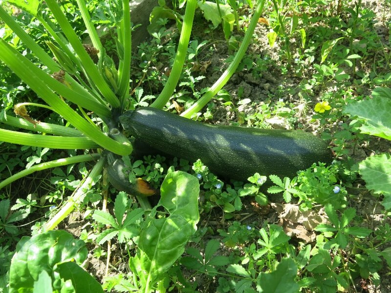 courgette