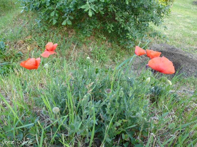 Coquelicots