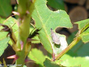 Cicadelle_sur_rosier