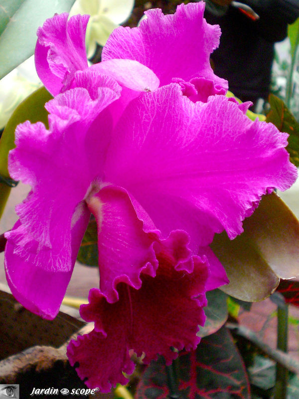 Exposition d'Orchidées 2009