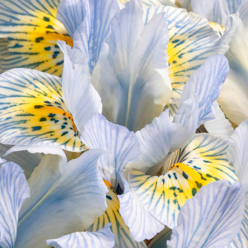 Crédit photos Promesse de Fleurs