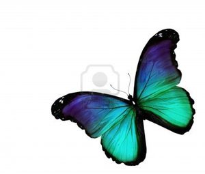 14372735-papillon-turquoise-sur-fond-blanc