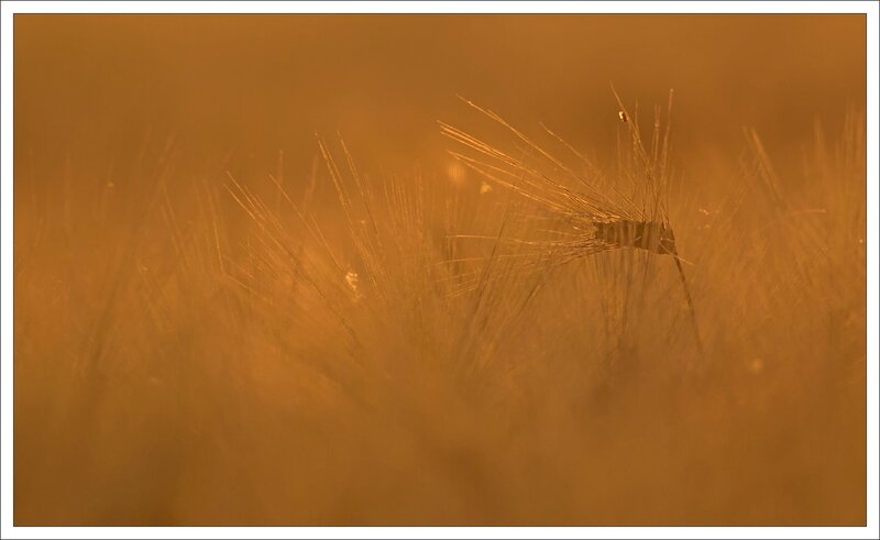 plaine blé soir 180513