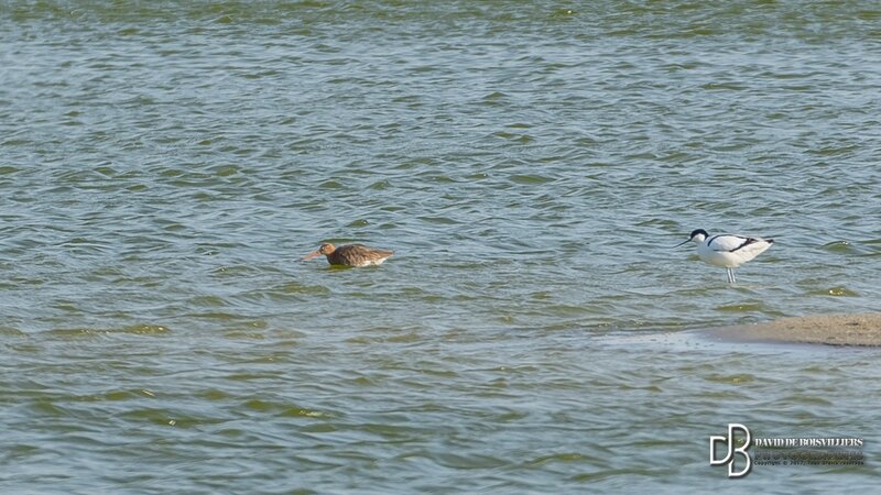 Barge à queue noire (Limosa limosa)