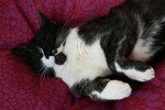 chat