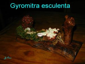 Gyromitra esculenta n