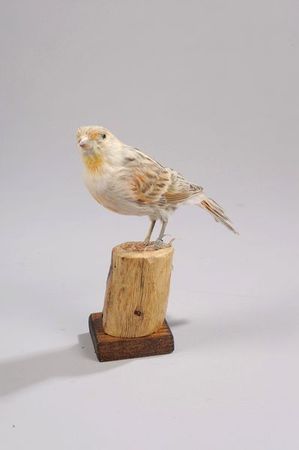 Canari_pastel_saumon_NR_bagu_