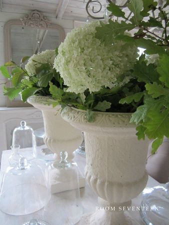 hortensia blanc