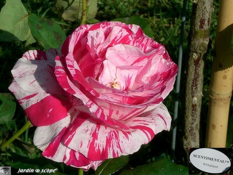 Rosier 'Scentimental'