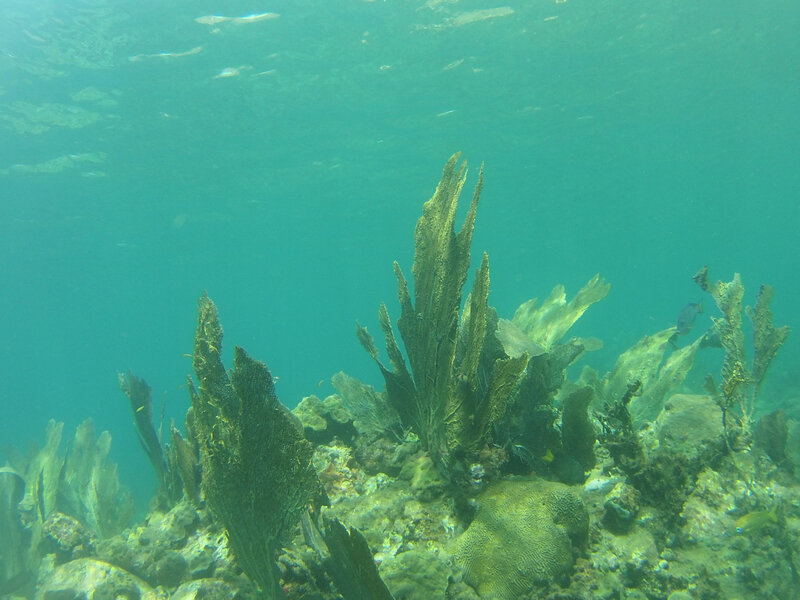 Baie de la Soufrière -aquatique (14)