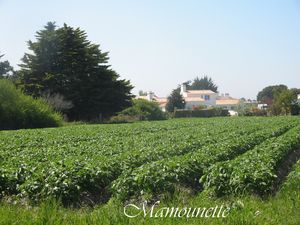 Noirmoutier_et_les_premi_res_pommes_de_terre_001