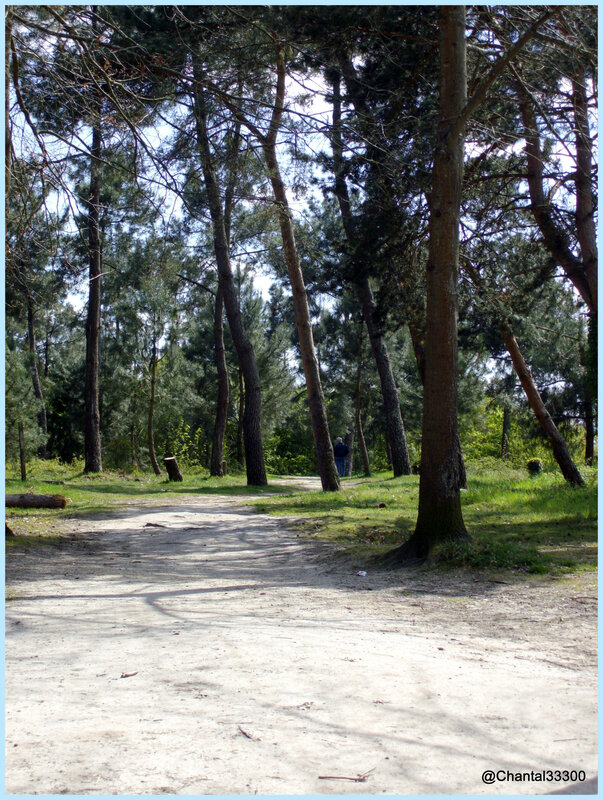 bois de bordeaux 059