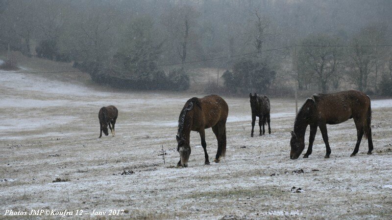 b Photos JMP©Koufra 12 - Chevaux - 26 janv 2017 - 0017