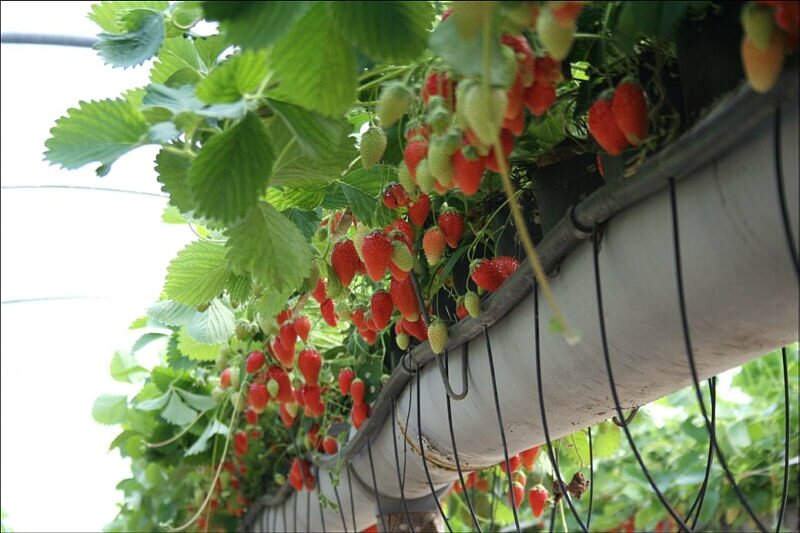 culture fraises-