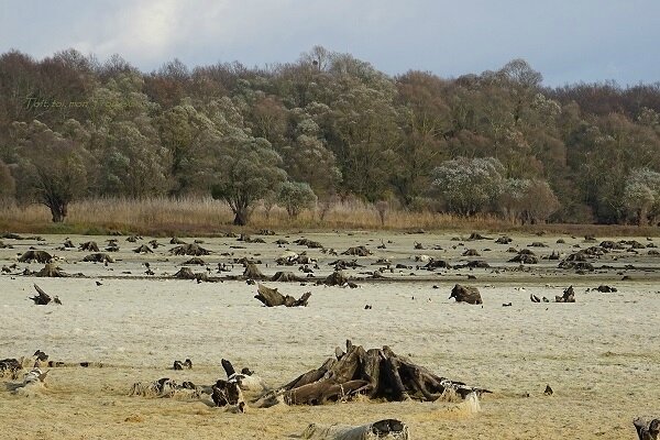 vidage des lacs du PNR de l'Orient_vestiges de foret