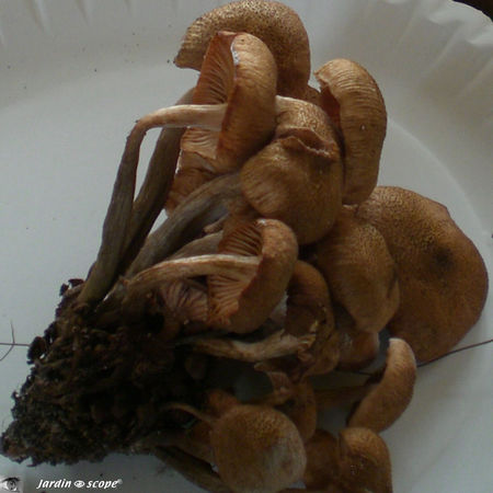 Armillaire vite décomposée • Armillariella tabescens 