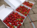 19-fraises (8)