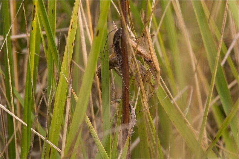 Torfou mantes cannibales 270916 5