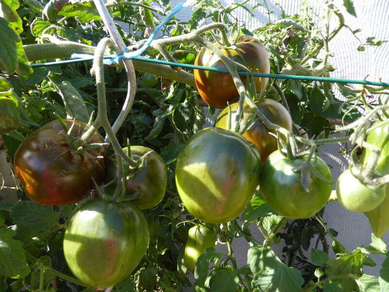 2-tomates (18)