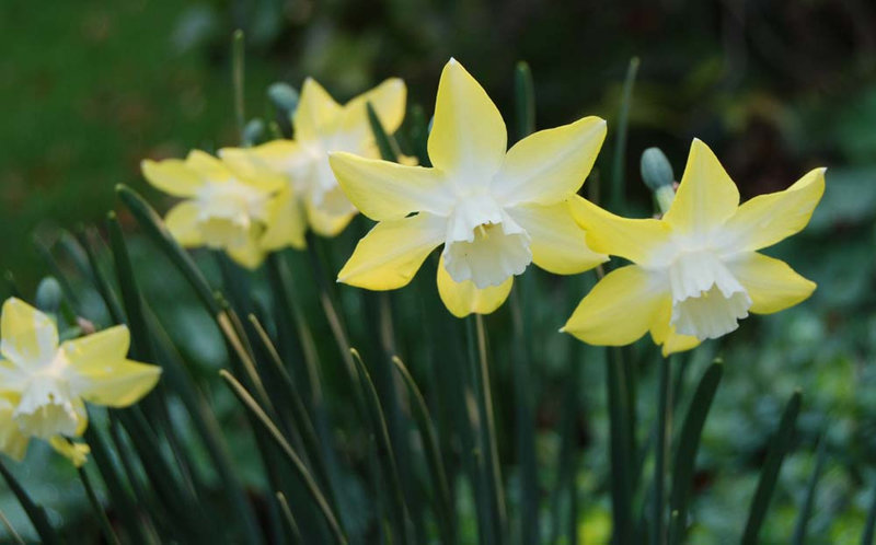 Narcissus 'Pipit'