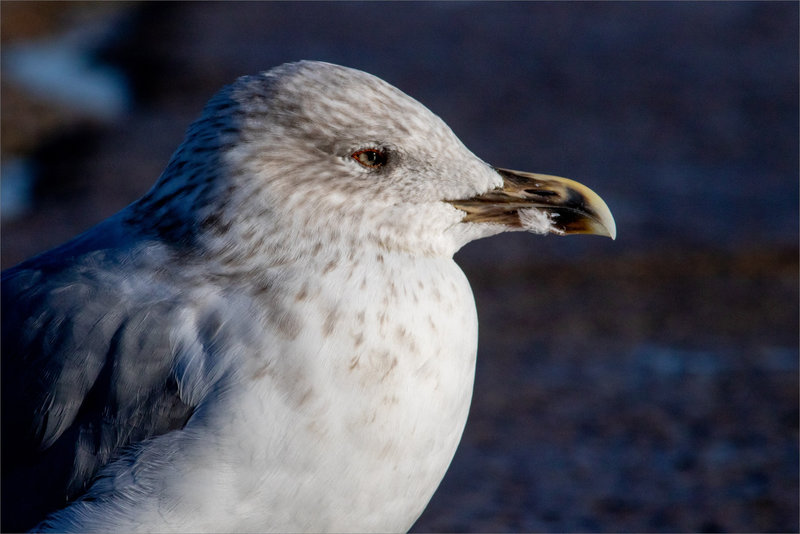 Aiguillon pointe St-Clément 071021 ym 32 oiseau goeland GP