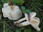 Clitocybe_blanc