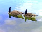 DEUX_CANARDS_en_promenade