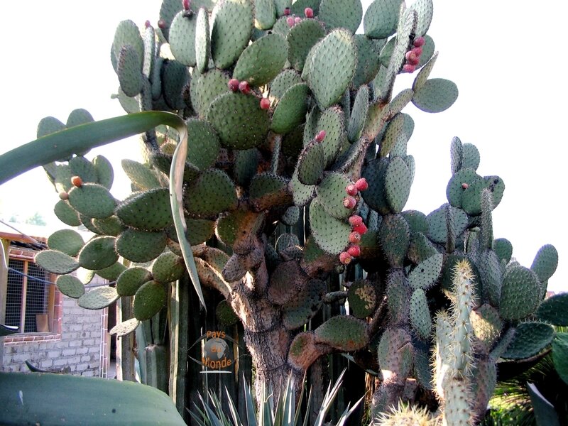 Plantation cactus