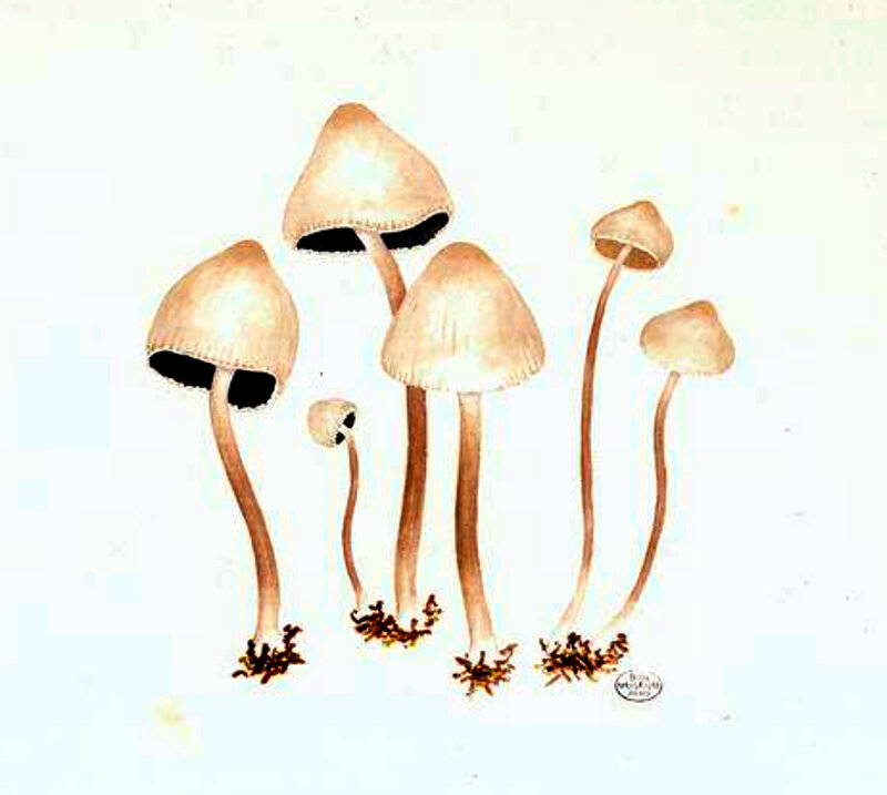 147 Panaeolus sphinctrinus