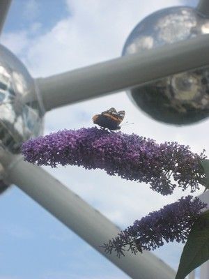 atomium_papillon