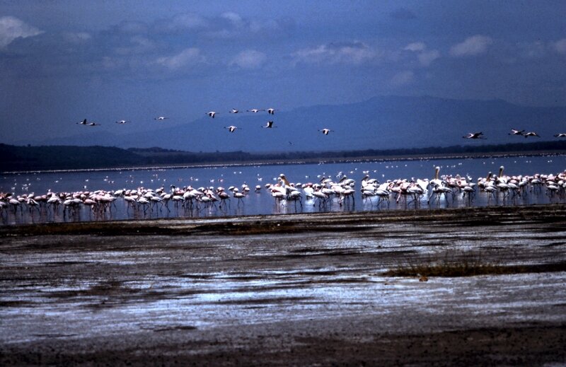 nakuru flamand g