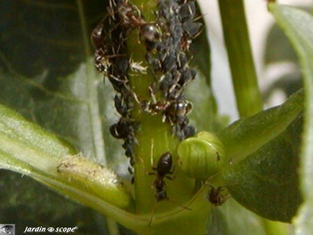 Pucerons_et_fourmis