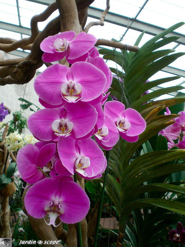 Exposition d'Orchidées 2009