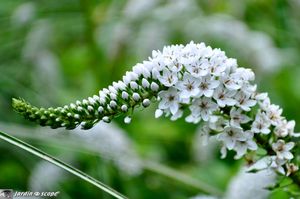Lysimachia-clethroides-4