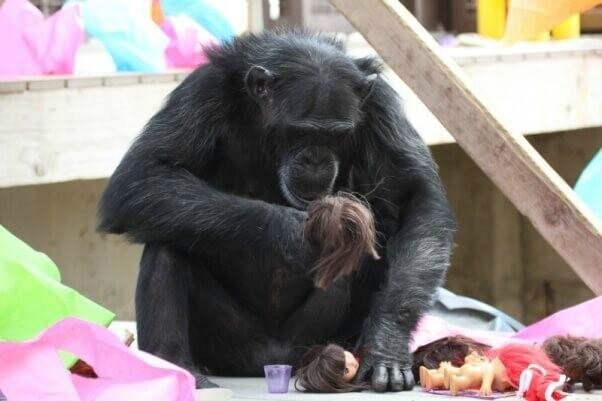 chimpanzé poupée